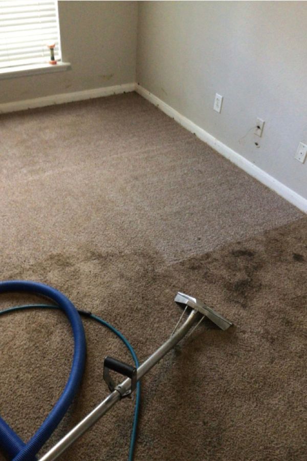 Pet Stain Removal in Houston TX